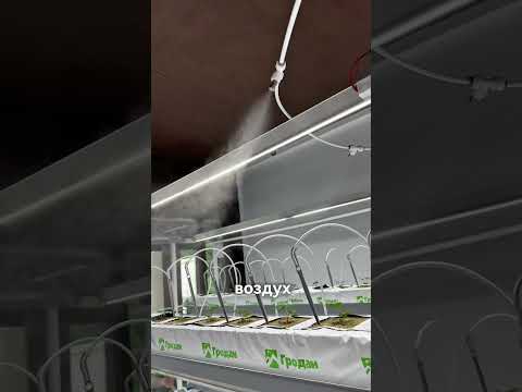 Видео: TCEA - выращивание в контролируемой среде. Мы выращиваем клубнику, и она получается супер сладкой