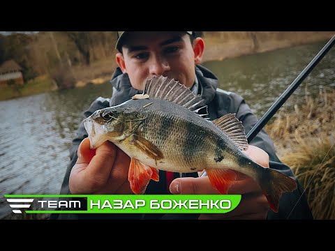 Видео: Активний кльов окуня перед нерестом. Рибалка на спінінг з берега