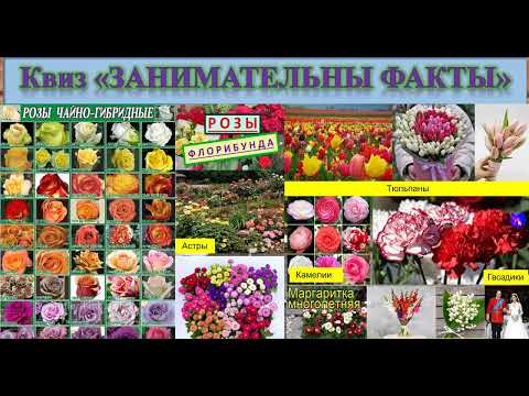 Видео: 64 Цветы любви