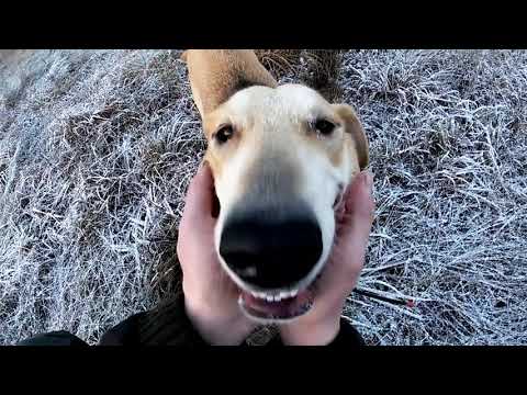 Видео: ОХОТА НА ЗАЙЦА С МОЛОДОЙ РУССКОЙ ГОНЧЕЙ. ЗАЯЦЫ ОКАЗАЛИСЬ ХИТРЕЕ НАС.