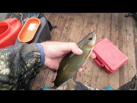 Видео: РЫБАЛКА#АНГАРА#ХАРИУС#Часть 2