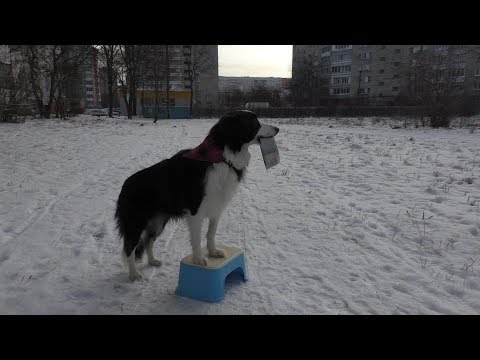 Видео: Повышение пищевой мотивации у собаки / Дрессировка собак