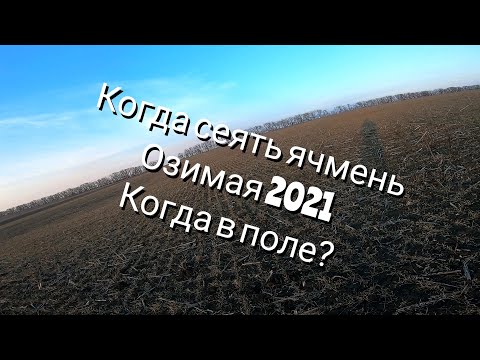 Видео: Когда сеять ячмень? Озимая 2021. О, том ,о сем.