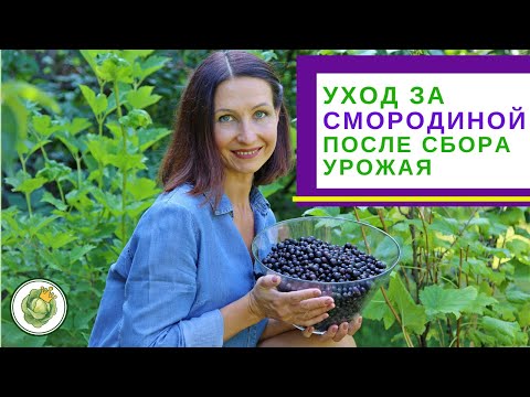 Видео: СМОРОДИНА ПОСЛЕ ПЛОДОНОШЕНИЯ - что нужно сделать после сбора урожая