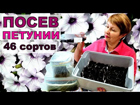 Видео: Посев ПЕТУНИИ 46 сортов ответственное дело. Первую партию сею в таблетки