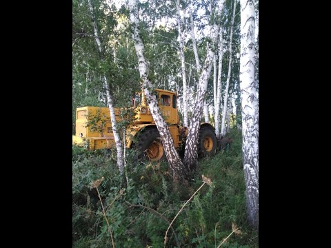 Видео: К- 701 вышел на зябь , а комбайн  на обмолот