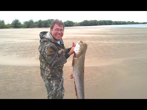 Видео: Нерест карася и ненасытные сомы. Куда в них столько лезет?