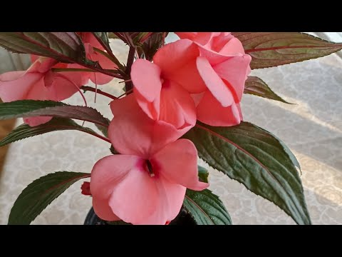 Видео: Болталочка по понедельникам.