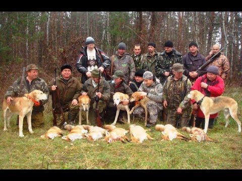 Видео: Охота на лис с русскими гончими у Ревы М. А.