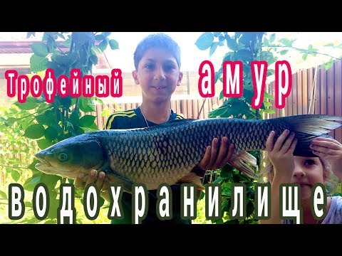 Видео: Ловля трофейного амура. Новоселицкое водохранилище.