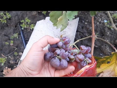 Видео: Обзор винограда на 27 августа 2025г (часть 1) Вотсап 89283739860