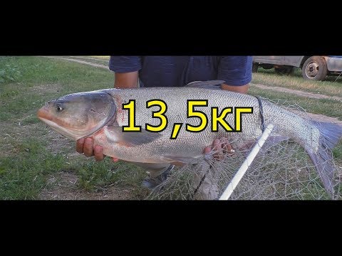 Видео: Ловля толстолоба на снасть - резинка. My fishing