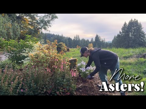 Видео: Посадка астр сорта «Кумб Фишакр»… Любимый сорт для осени! // Зона 8b