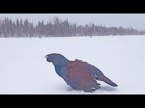 Видео: ПЯТЬ ГЛУХАРЕЙ НА ОДНОМ МЕСТЕ / ОХОТА НА БОРОВУЮ ДИЧЬ В ГЛУХОЗИМЬЕ / ПОХОД НА ЛЫЖАХ В ТАЙГУ.