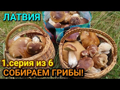 Видео: СОБИРАЕМ ГРИБЫ!  Белые грибы, Боровики / 1.серия / 06.09.2021 / ЛАТВИЯ / Приморский лес #19