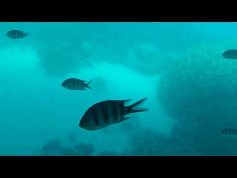 Видео: Подводный мир / Красное море / Батискаф