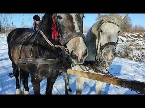 Видео: 🇺🇦 Кармеліта 🐎 працює 💪 🔥 👍