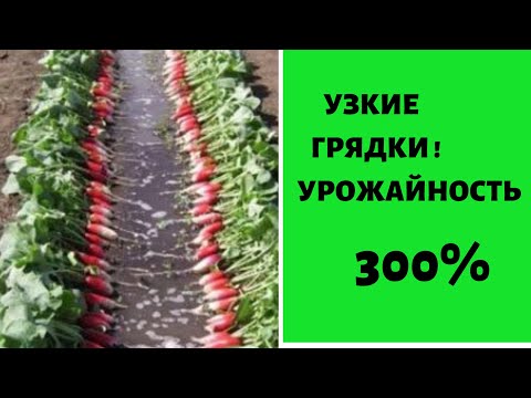 Видео: Узкие грядки - УРОЖАЙНОСТЬ 300 % !!!