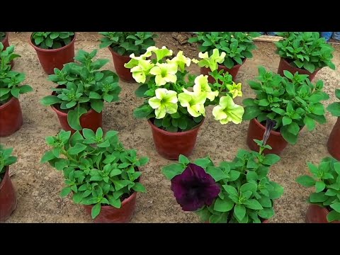 Видео: ЧЕМ ПОКОРМИТЬ ПЕТУНИИ ДЛЯ ХОРОШИХ ЧЕРЕНКОВ. Прежде чем давать Азотные удобрения.... ЭТО ОЧЕНЬ ВАЖНО!