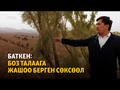 Видео: Баткен: Боз талаага жашоо берген сөксөөл
