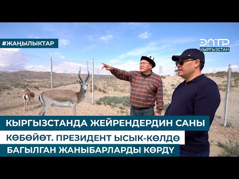 Видео: КЫРГЫЗСТАНДА ЖЕЙРЕНДЕРДИН САНЫ КӨБӨЙӨТ. ПРЕЗИДЕНТ ЫСЫК-КӨЛДӨ БАГЫЛГАН ЖАНЫБАРЛАРДЫ КӨРДҮ