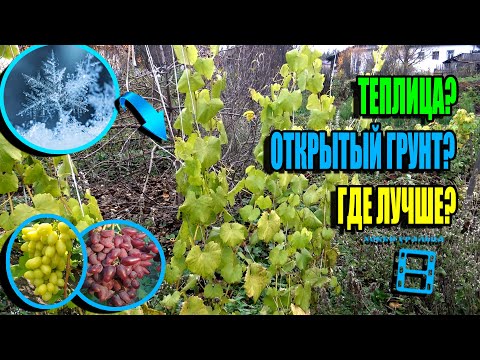 Видео: ВИНОГРАД В ТЕПЛИЦЕ И НА УЛИЦЕ - БОЛЬШАЯ РАЗНИЦА. АНОМАЛЬНО ТЕПЛАЯ ОСЕНЬ. СЕВЕРНЫЙ ВИНОГРАДНИК 23-39
