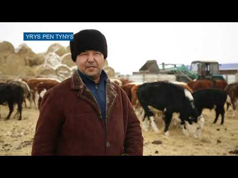 Видео: Ырыс пен тыныс:Шалғайдағы шаруалар
