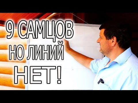 Видео: ЛИНИЯ В КРОЛИКОВОДСТВЕ! КАК РАБОТАЮ Я.