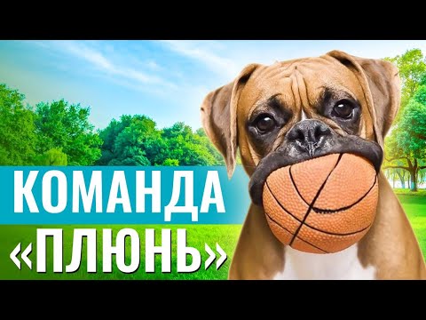 Видео: СЪЕДОБНАЯ УГРОЗА или КАК НАУЧИТЬ СОБАКУ выполнять команду «ПЛЮНЬ»?