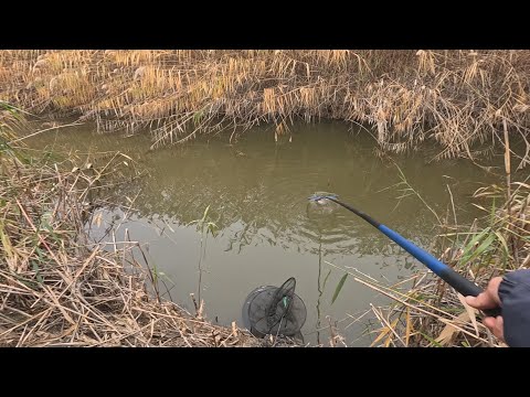 Видео: Этот канал зарос камышом тут и обитает карась, рыбалка на удочку