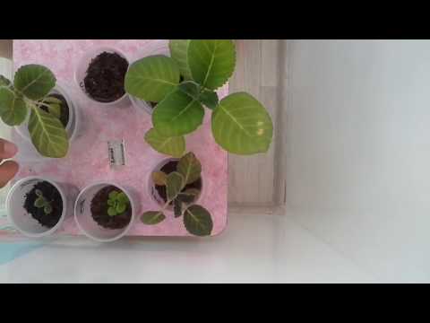 Видео: Глоксиния.Способ решения проблемы вытянутых сеянцев из-за недостатка света.