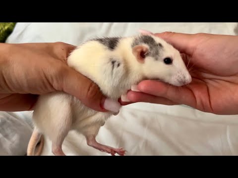 Видео: Абсцесс у крысы | как отличить абсцесс от опухоли