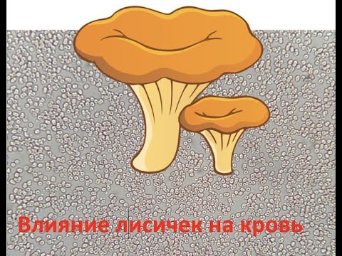 Видео: Изменения в крови после лисичек