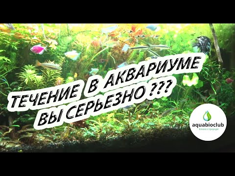 Видео: Течение  и фильтрация в аквариуме. Что общего?