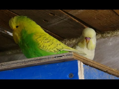Видео: Размножение Выставочных Волнистых Попугаев. Изготовление клеток для попугаев.
