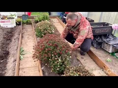 Видео: сохраняем хризантему мультифлора зимой.