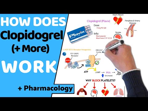 Видео: Как действует клопидогрель (антиагрегант)? (+ Фармакология)