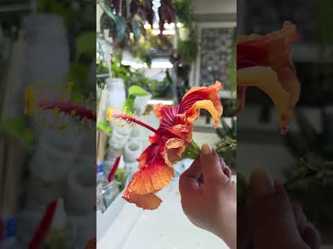 Видео: Цветочные 🌺скелетики. Слабонервным не🙈 смотреть🌿🌺🌿#комнатныерастения #гибискус #цветы #обрезка