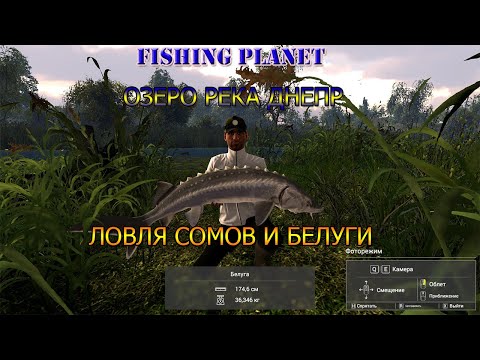 Видео: FishingPlanet Река Днепр для новичков
