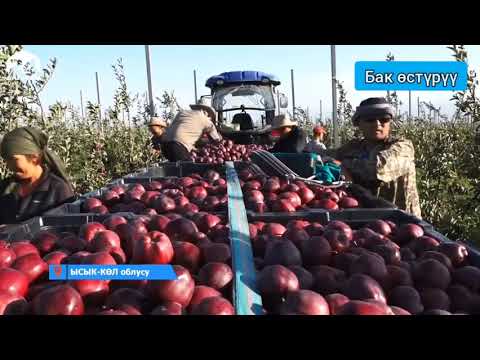 Видео: Италиядан,Польшадан көчөтүн алып келип бак тиккен багбан.