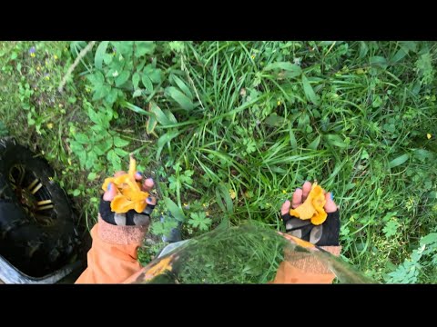 Видео: СОБИРАЕМ ЛИСИЧКИ-НА КВАДРАЦИКЛАХ ПО ЛЕСУ-ЧИСТИМ ЛЕС 🌳 