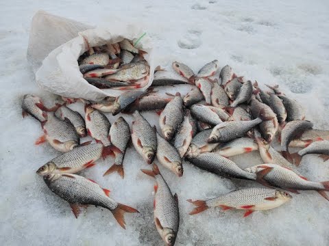 Видео: Крупная плотва зимой  на крашеное сало! Рыбалка на Чудском озере(Тёплое озеро).