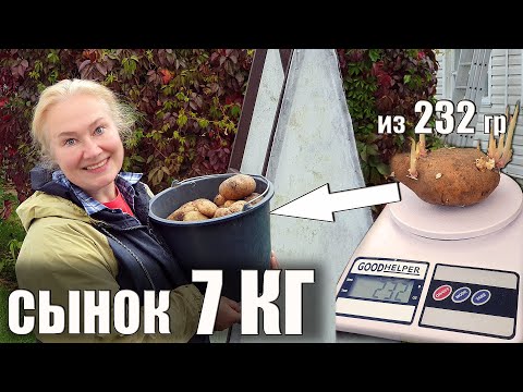 Видео: Собрала 7 кг с одного куста картофеля сорта Богатырь (Сынок)