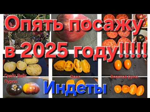 Видео: Эти томаты сажала и буду сажать в 2025 году!!!!!🍅🍅🍅