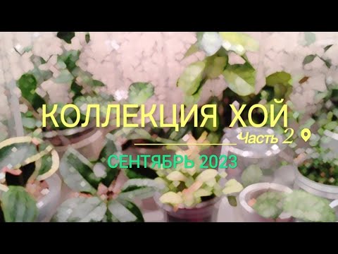Видео: Хойя. Часть 2. Обзор моей коллекции растений. Сентябрь 2023.
