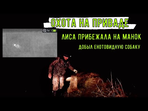 Видео: Охота на лису. Конкретный закорм привады. Добыл енотовидную собаку. Лиса бежит на манок.