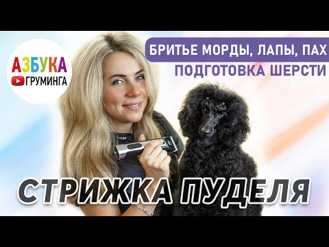 Видео: Стрижка пуделя - как побрить морду, лапы, пах. Особенности стрижки для дома