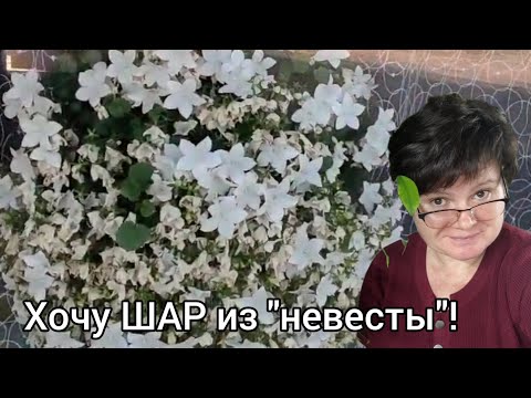 Видео: Кампанула - цветущий шар! Как это сделать.