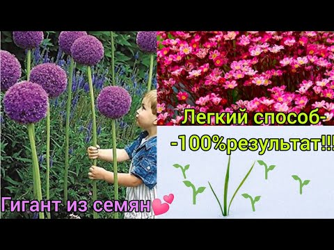 Видео: Как вырастить лук -Гигант из семян? 🧐Сделай так и получишь отличные всходы👍👍! Закопал и забыл😲??