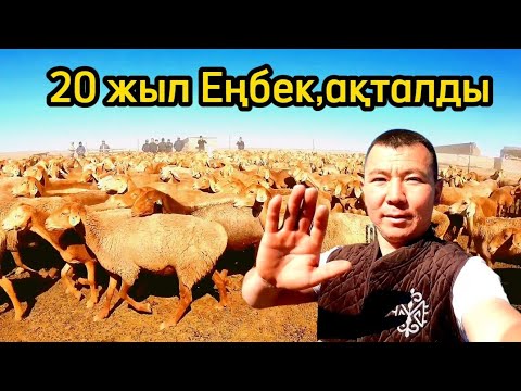 Видео: Еліктей қойлар 😍 БЕКСҰЛТАН-ҚОЙ ШАРУАШЫЛЫҒЫ